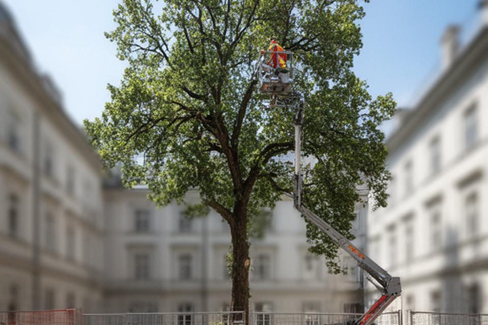Baumpfleger mit Hubsteiger arbeitet an einer hohen Baumkrone in einem Wiener Innenhof mit gesichertem Arbeitsbereich